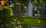 [ẢNH] Hà Nội nồng nàn hương hoa sữa